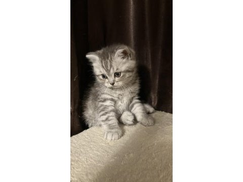 Dişi yavru 45 günlük british shorthair