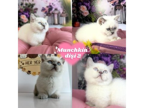 Munchkin yavrular