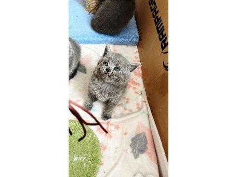 British ve scottish fold harika yavrular