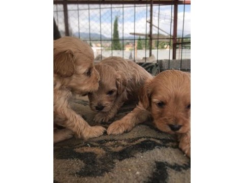 Sevimli ırk maltipoo