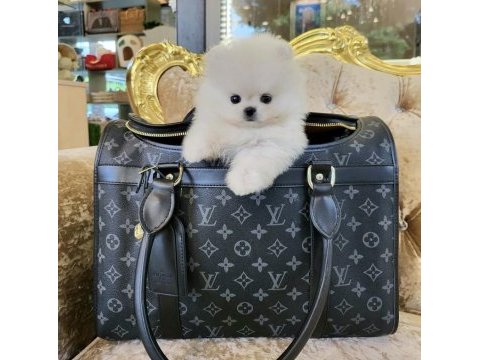Boo pomeranian teddy bear yavrular