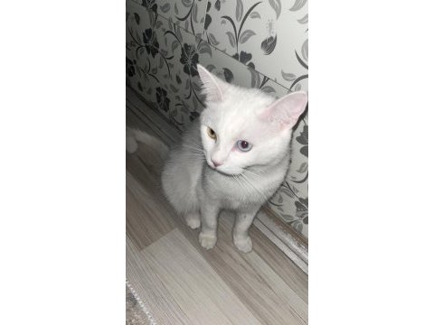Ankara kedisi için ulaşın