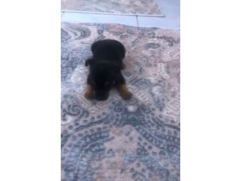 Safkan alman kurdu yavrumuz ırk sağlık garantili