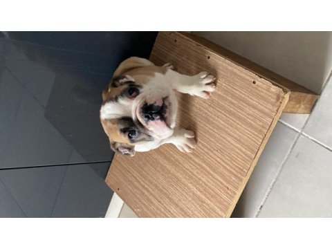 İngiliz bulldog yavrular teslime hazır