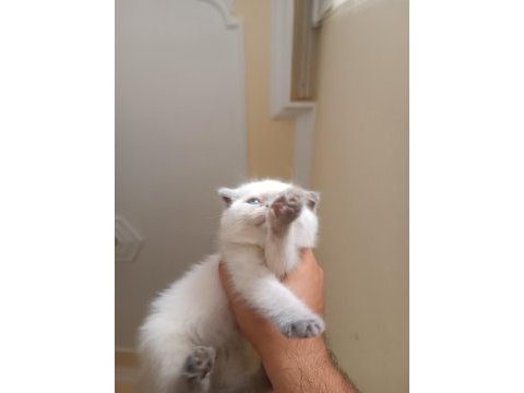 Scottish fold blue point 2 aylık dişi