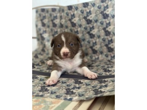 Her renk border collie yavrular