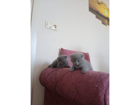 Güzeller güzeli dişi ve erkek scottish fold yavrularım