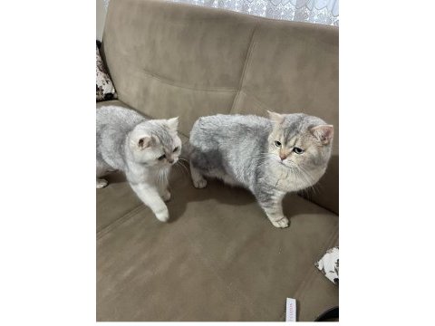 Harika silver tecrübeli erkek kedim