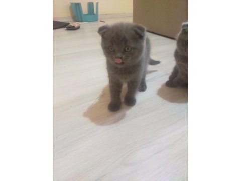 3 tane safkan scottish fold