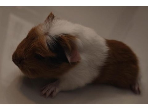 Ağustos doğumlu yavru ginepig