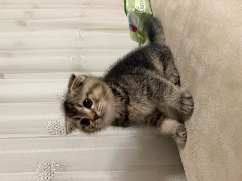 65 günlük yavru scottish fold erkek