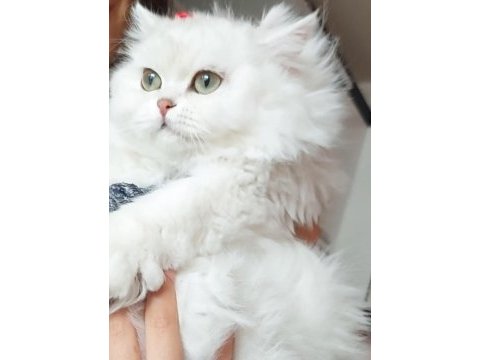British longhair dişi ücretsiz