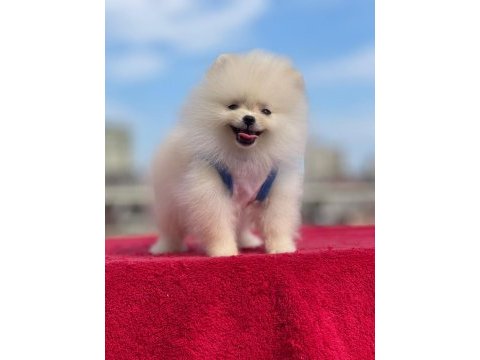 Ankaranın tek pet danışmanlığı