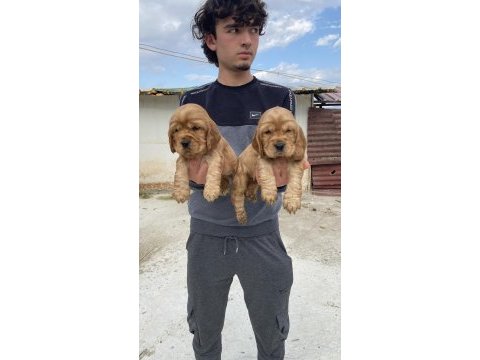 Üst kalite şirin cocker yavrular