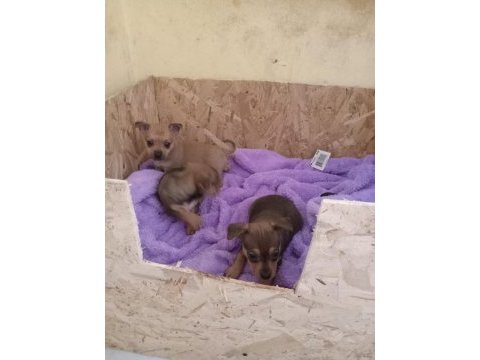 Pinscher yavrumuz