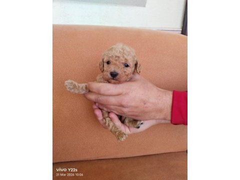 1 erkek ve 1 dişi poodle bebekler
