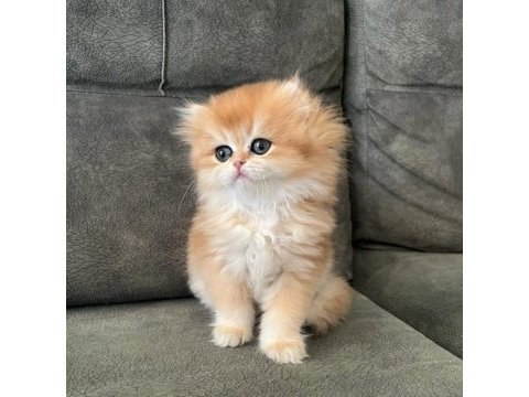 İpeksi tüylü golden british longhair 