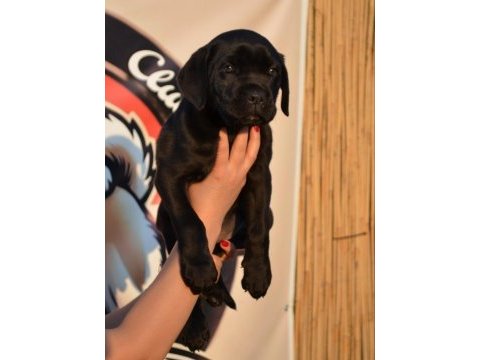 Simsiyah parlak kısa tüylü erkek cane corso yavru