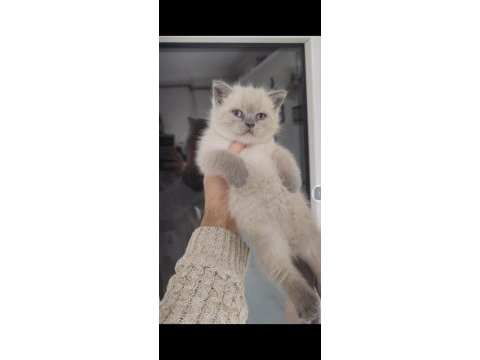 Sağlıklı pofuduk scottish fold yavrularımız teslime hazır