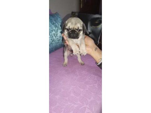 Pug köpeğimiz için ararsanız sevinirim