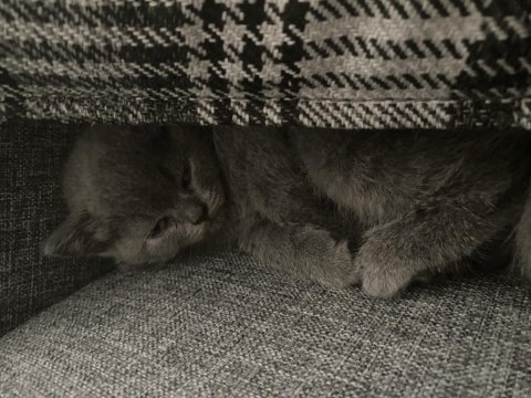 Kedimiz mia yeni yuvasını arıyor