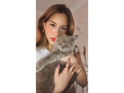 British kedi