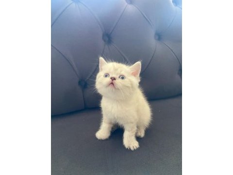 Yavru british shorthair