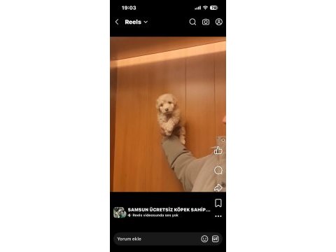 55 günlük maltipoo miniklerim