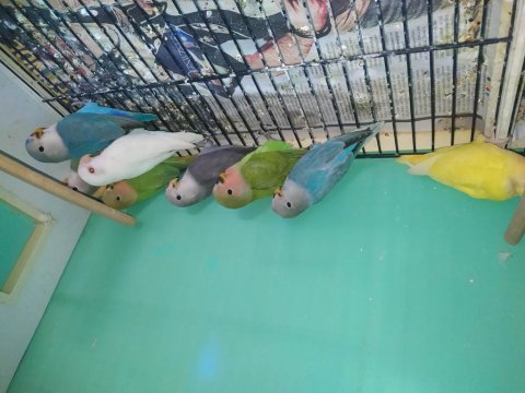 Renk güzelleri yavru sevda papağanları