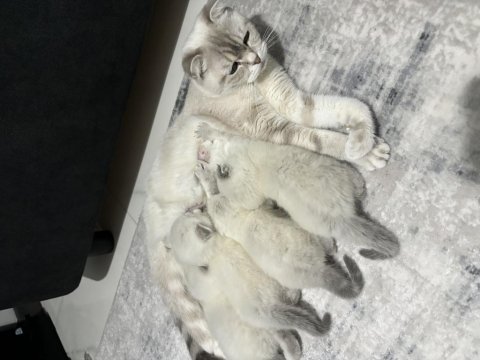 1 aylık yavru british shorthair