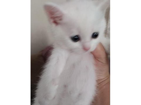 Muhteşem yavrular british shorthair
