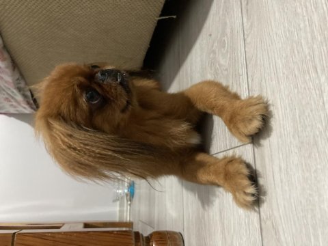 Pekinez köpek