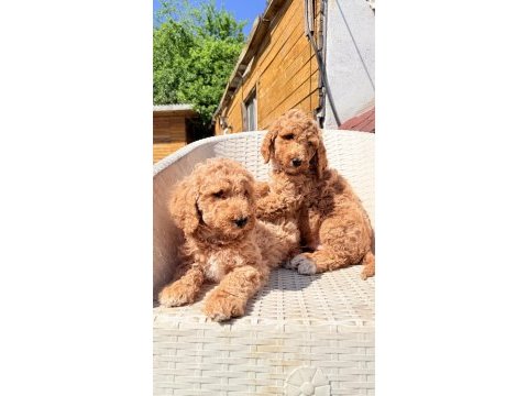 Dev gibi poodle yavrular