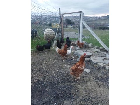 Yumurta tavuğu
