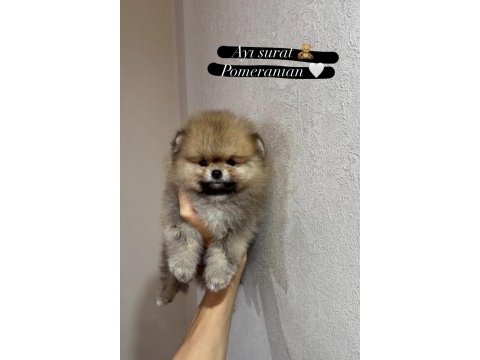 Orijinal pomeranian boo teddy face