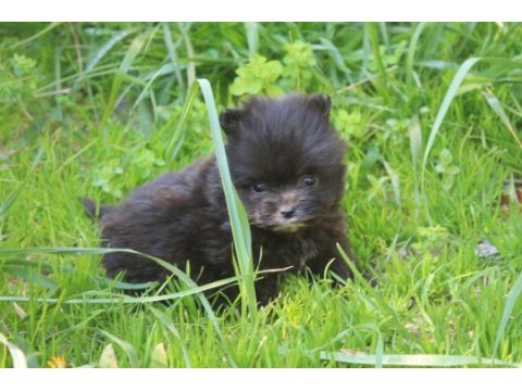 Black terrier malta