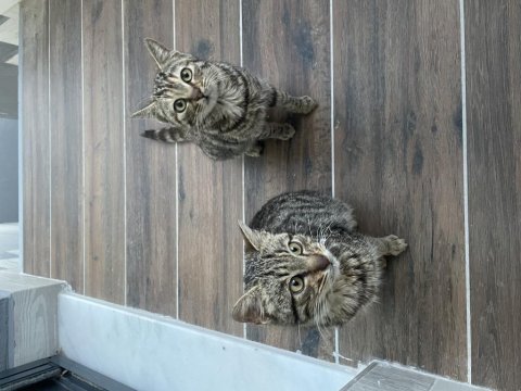 İki kardeş yavru tekir ağızları iltihaplı tedavi ettiriyorum