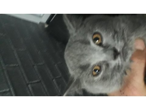 British shorthair kedimiz