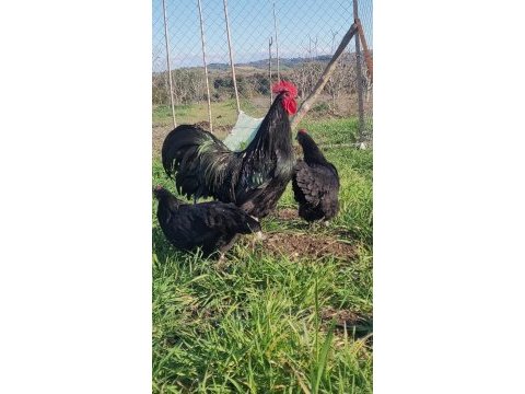Alman australorp