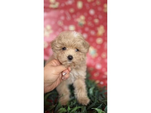 Maltipoo yavru köpeğimiz