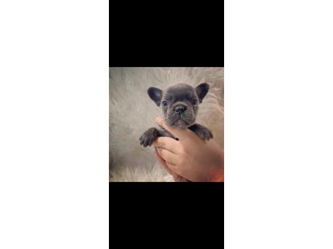 Irk standartlarında blue mavi gözlü french bulldog yavrular