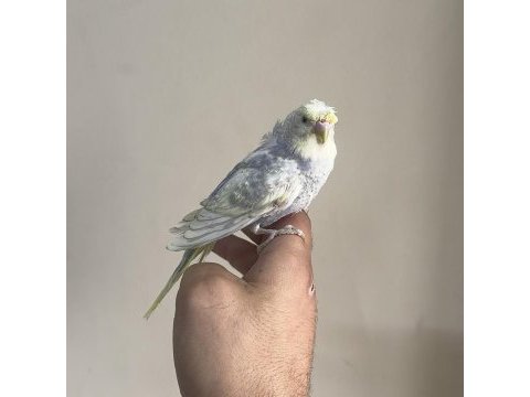 Bebek muhabbet kuşu yeni yeme düşmüş gönderim var