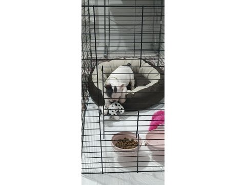 Ankara pursaklar french bulldog