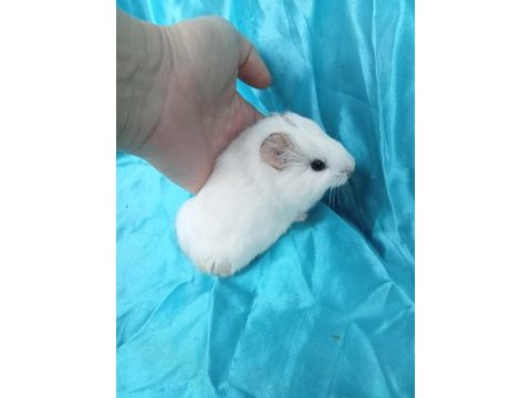 Amerikan erkek ve dişi ginepig yavru