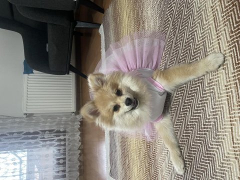 Pomeranian 6 aylık dişi