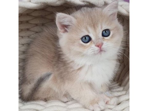 British shorthair golden yavru safkan