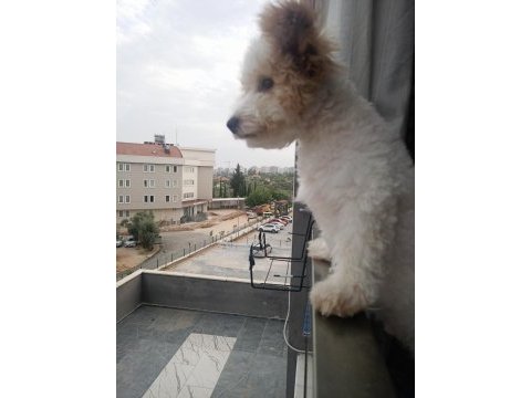 Maltipoo 6 aylık