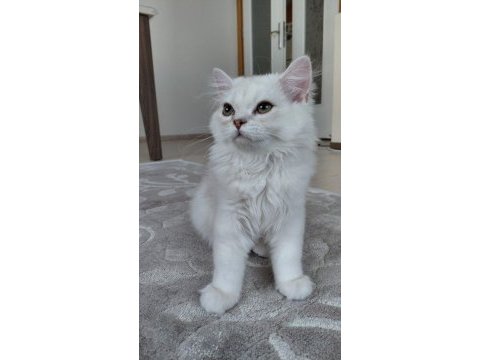 Yavru british longhair