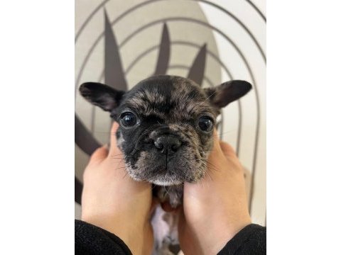 A kalite exotik french bulldog yavrular