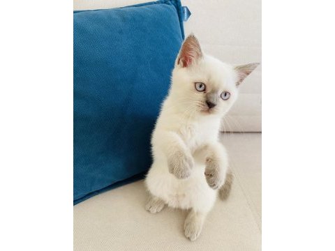 2 aylık blue point british shorthair dişi yavru
